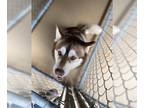 Mix DOG FOR ADOPTION RGADN-1253047 - FLINT - Husky (medium coat) Dog For