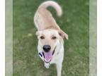 Labrador Retriever DOG FOR ADOPTION RGADN-1253053 - Umpa - Labrador Retriever