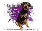 German Pinscher Mix DOG FOR ADOPTION RGADN-1253066 - Quinn - German Pinscher /