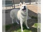 Mix DOG FOR ADOPTION RGADN-1253071 - *ASTRO - Husky (medium coat) Dog For