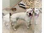 Boxer DOG FOR ADOPTION RGADN-1253077 - Josef - Boxer Dog For Adoption