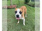 Boxer DOG FOR ADOPTION RGADN-1253078 - Daisy V - Boxer Dog For Adoption