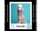 Poodle (Standard) DOG FOR ADOPTION RGADN-1253085 - Woody 042724 - Poodle