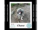 Shih Apso DOG FOR ADOPTION RGADN-1253086 - Chase 042724 - Shih Tzu / Lhasa Apso