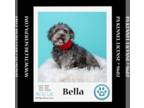 Shih-Poo DOG FOR ADOPTION RGADN-1253087 - Bella 042724 - Shih Tzu / Poodle
