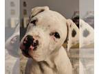 American Pit Bull Terrier Mix DOG FOR ADOPTION RGADN-1253089 - CLARK - Pit Bull