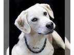 Huskies -Labrador Retriever Mix DOG FOR ADOPTION RGADN-1253091 - Bella -