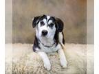 Mix DOG FOR ADOPTION RGADN-1253092 - Mary - Husky Dog For Adoption