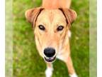 Collie DOG FOR ADOPTION RGADN-1253098 - Artemis - Collie / Terrier Dog For