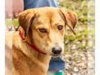 Collie DOG FOR ADOPTION RGADN-1253099 - Athena - Collie / Terrier Dog For