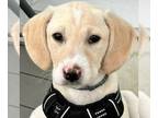 Labrador Retriever Mix DOG FOR ADOPTION RGADN-1253105 - Denny - Labrador