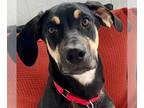 Bloodhound DOG FOR ADOPTION RGADN-1253107 - Jackie - Bloodhound Dog For Adoption