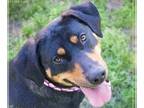 Coonhound DOG FOR ADOPTION RGADN-1253109 - Lady - Coonhound / Terrier Dog For