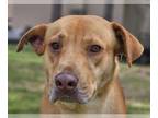 Labrador Retriever DOG FOR ADOPTION RGADN-1253112 - Red - Labrador Retriever /