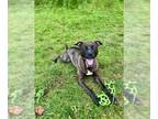 Staffordshire Bull Terrier Mix DOG FOR ADOPTION RGADN-1253132 - ARIZONA -