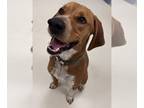 Redbone Coonhound DOG FOR ADOPTION RGADN-1253151 - Rusty - Redbone Coonhound