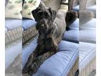 Schnauzer (Giant) DOG FOR ADOPTION RGADN-1253157 - BAKER (COURTESY POST) - Giant