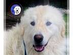 Great Pyrenees DOG FOR ADOPTION RGADN-1253180 - Harvey - Great Pyrenees (long