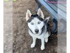 Mix DOG FOR ADOPTION RGADN-1253183 - *ASPEN - Husky (medium coat) Dog For