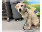 Great Pyrenees Mix DOG FOR ADOPTION RGADN-1253195 - RIVER TAM - Great Pyrenees /