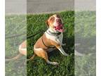 Beagle Mix DOG FOR ADOPTION RGADN-1253219 - TASIA - Beagle / Mixed (medium coat)