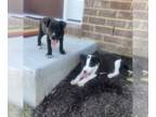 Labrador Retriever Mix DOG FOR ADOPTION RGADN-1253221 - MERLIN - Labrador