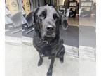 Labrador Retriever DOG FOR ADOPTION RGADN-1253231 - Bruno - Labrador Retriever
