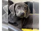 Labmaraner DOG FOR ADOPTION RGADN-1253238 - Raita - Weimaraner / Labrador