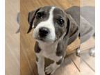 Beagle-Weimaraner Mix DOG FOR ADOPTION RGADN-1253239 - Reese - Beagle /