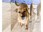 Pembroke Welsh Corgi Mix DOG FOR ADOPTION RGADN-1253244 - Angel - Cattle Dog /