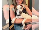 Jack Russell Terrier-Staffordshire Bull Terrier Mix DOG FOR ADOPTION