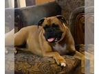Boxer DOG FOR ADOPTION RGADN-1253261 - Luna VIII - Boxer Dog For Adoption