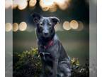 Huskies Mix DOG FOR ADOPTION RGADN-1253269 - Zara - Shepherd / Husky / Mixed Dog