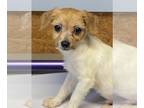 Parson Russell Terrier DOG FOR ADOPTION RGADN-1253270 - Booker - Parson Russell