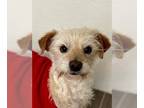 Poocan DOG FOR ADOPTION RGADN-1253273 - Migi - Cairn Terrier / Poodle