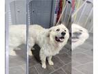 Great Pyrenees DOG FOR ADOPTION RGADN-1253274 - Campbell - Great Pyrenees Dog