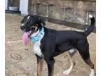 Labrador Retriever Mix DOG FOR ADOPTION RGADN-1253278 - Princess - Shepherd /