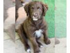 Sheprador DOG FOR ADOPTION RGADN-1253280 - Brodie - Australian Shepherd /