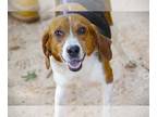 Beagle Mix DOG FOR ADOPTION RGADN-1253318 - SAFFRON - Beagle / Mixed (medium