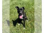 American Pit Bull Terrier Mix DOG FOR ADOPTION RGADN-1253321 - CINCO - Pit Bull