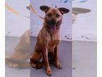 Beagle-German Shepherd Dog Mix DOG FOR ADOPTION RGADN-1253331 - CHESTER - German
