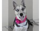 Huskies Mix DOG FOR ADOPTION RGADN-1253371 - Paisley (In Foster) - Husky /