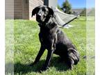 Great Dane-Labrador Retriever Mix DOG FOR ADOPTION RGADN-1253372 - Tahoe -