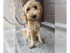 Golden Retriever DOG FOR ADOPTION RGADN-1253374 - Goldie - Golden Retriever Dog
