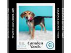 Coonhound-Labrador Retriever Mix DOG FOR ADOPTION RGADN-1253382 - Camden Yards