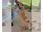 Beagle DOG FOR ADOPTION RGADN-1253393 - Saffron: At shelter - Beagle (short