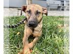Whippet Mix DOG FOR ADOPTION RGADN-1253394 - Tori GCH - Whippet / Mixed Dog For