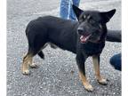 German Shepherd Dog Mix DOG FOR ADOPTION RGADN-1253395 - Rex - At shelter -