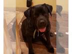 Labrador Retriever Mix DOG FOR ADOPTION RGADN-1253396 - Juno and Dahlia -