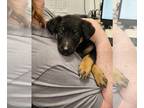Shepweiller DOG FOR ADOPTION RGADN-1253398 - Rugrat - German Shepherd Dog /